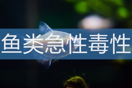 鱼类急性毒性实验
